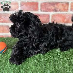 Licorice, Shih-Poo Puppy